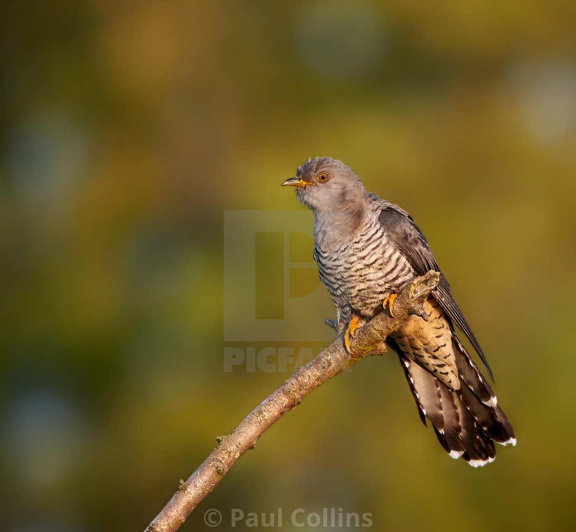 "Male Cuckoo in the setting sun" stock image