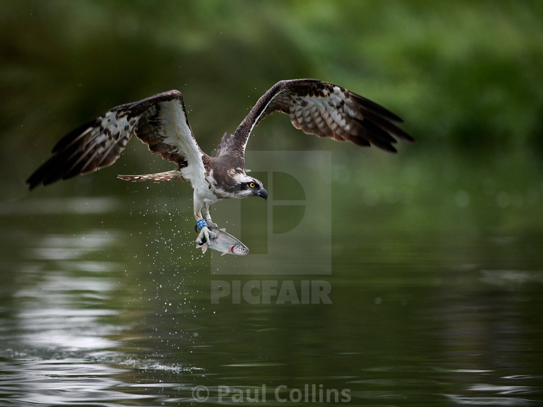 "Osprey with trout" stock image