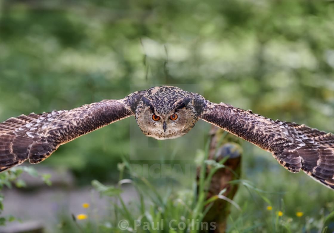 "Eurasian Eagle Owl flying" stock image