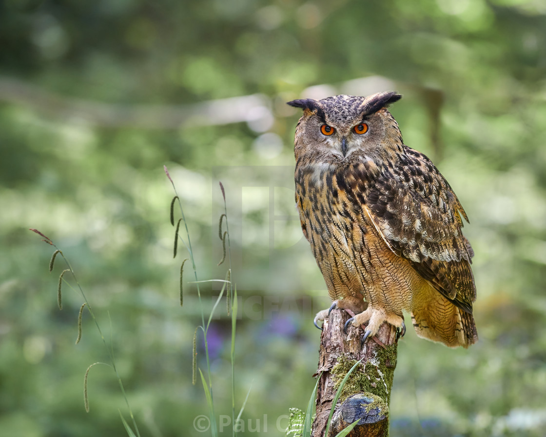 "Eurasian Eagle Owl perched" stock image