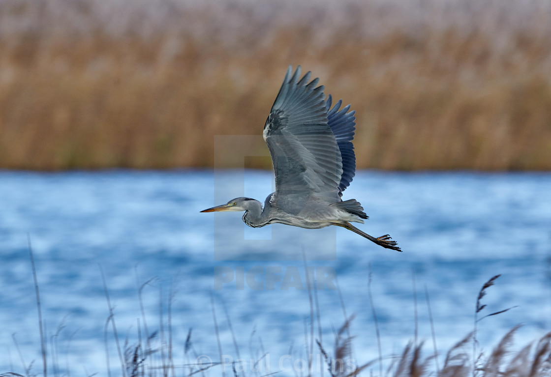 "Grey Heron flying" stock image