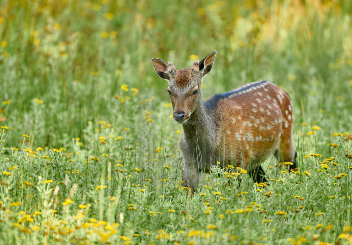 "Young Sika Deer in a field of daisies" stock image