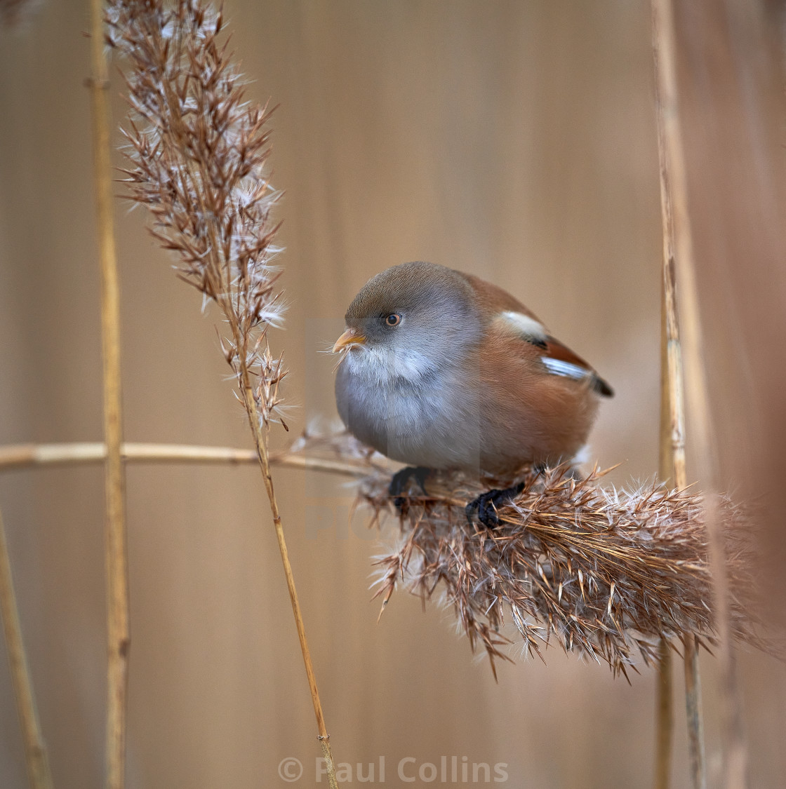 "Beautiful Female Bearded Reedling" stock image