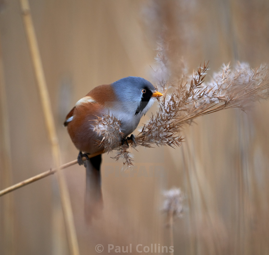 "Male Bearded Reedling" stock image