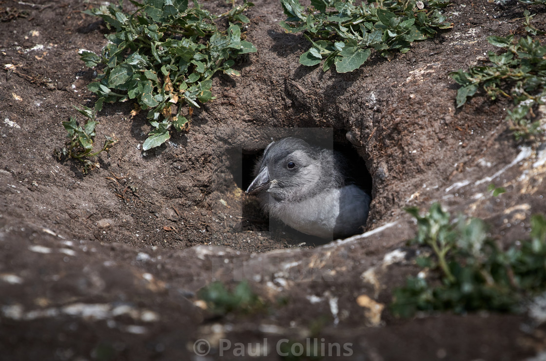 "Beautiful Puffling" by Paul Collins - $27.36 "Beautiful Puffling" stock image