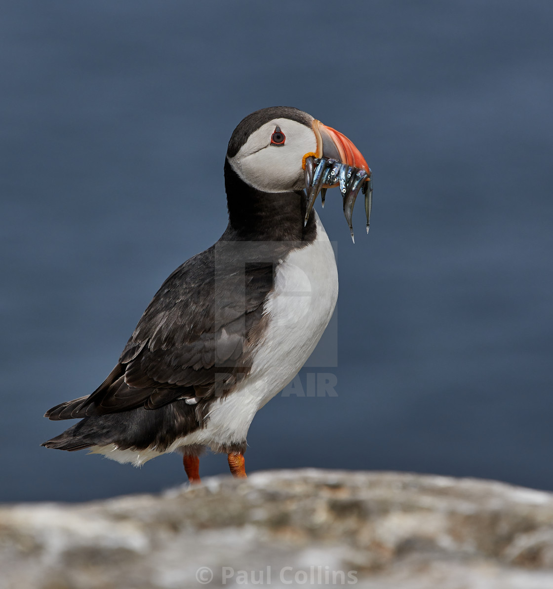 "Puffin with Sand Eels" stock image