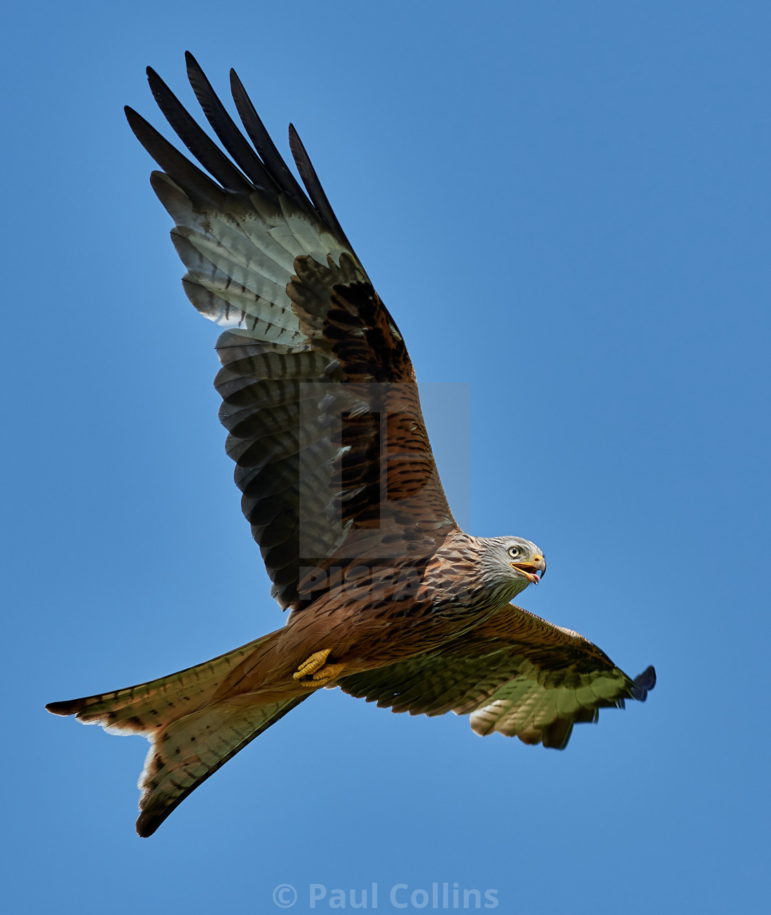 "Red Kite flying" stock image