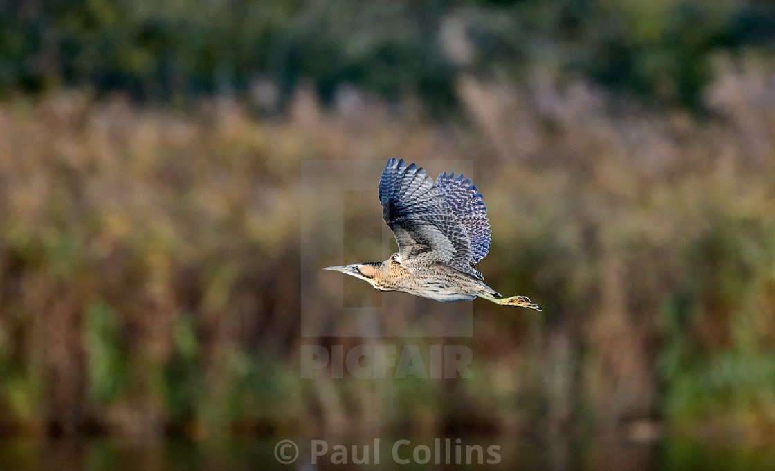 "Bittern flying" stock image