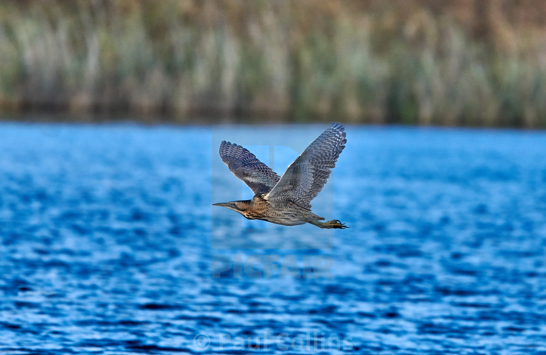 "Bittern flying" stock image