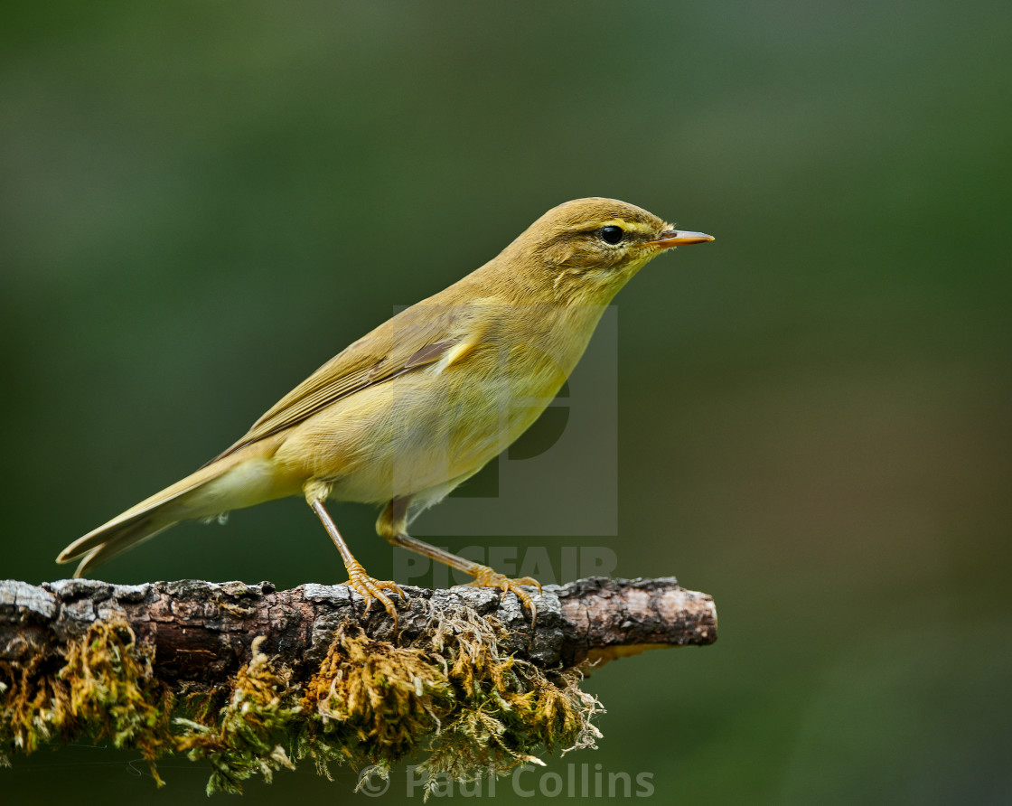 "Juvenile Willow Warbler" stock image