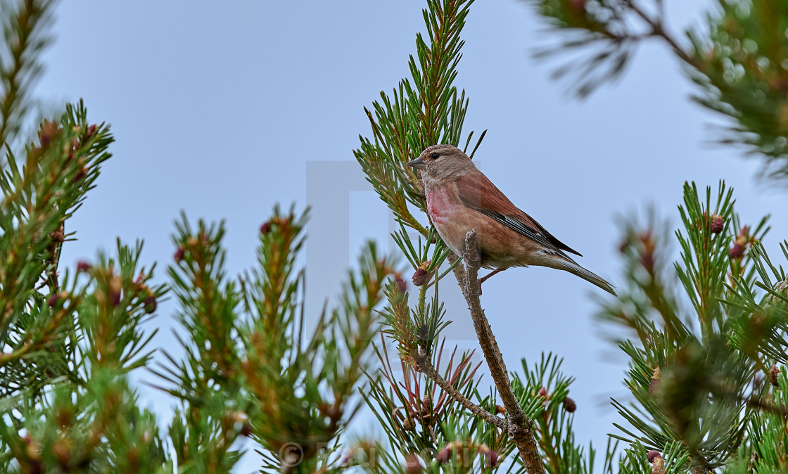 "Linnet" by Paul Collins - $28.60 "Linnet" stock image