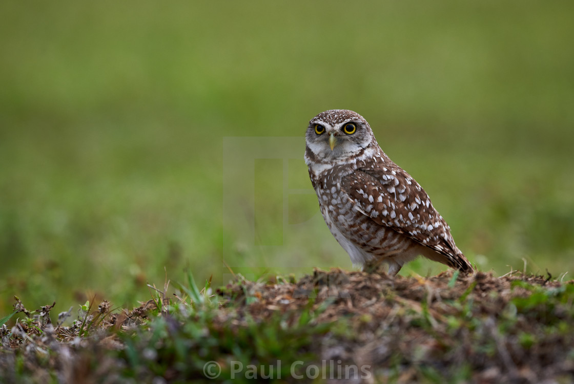 "Wild Burrowing Owl" stock image