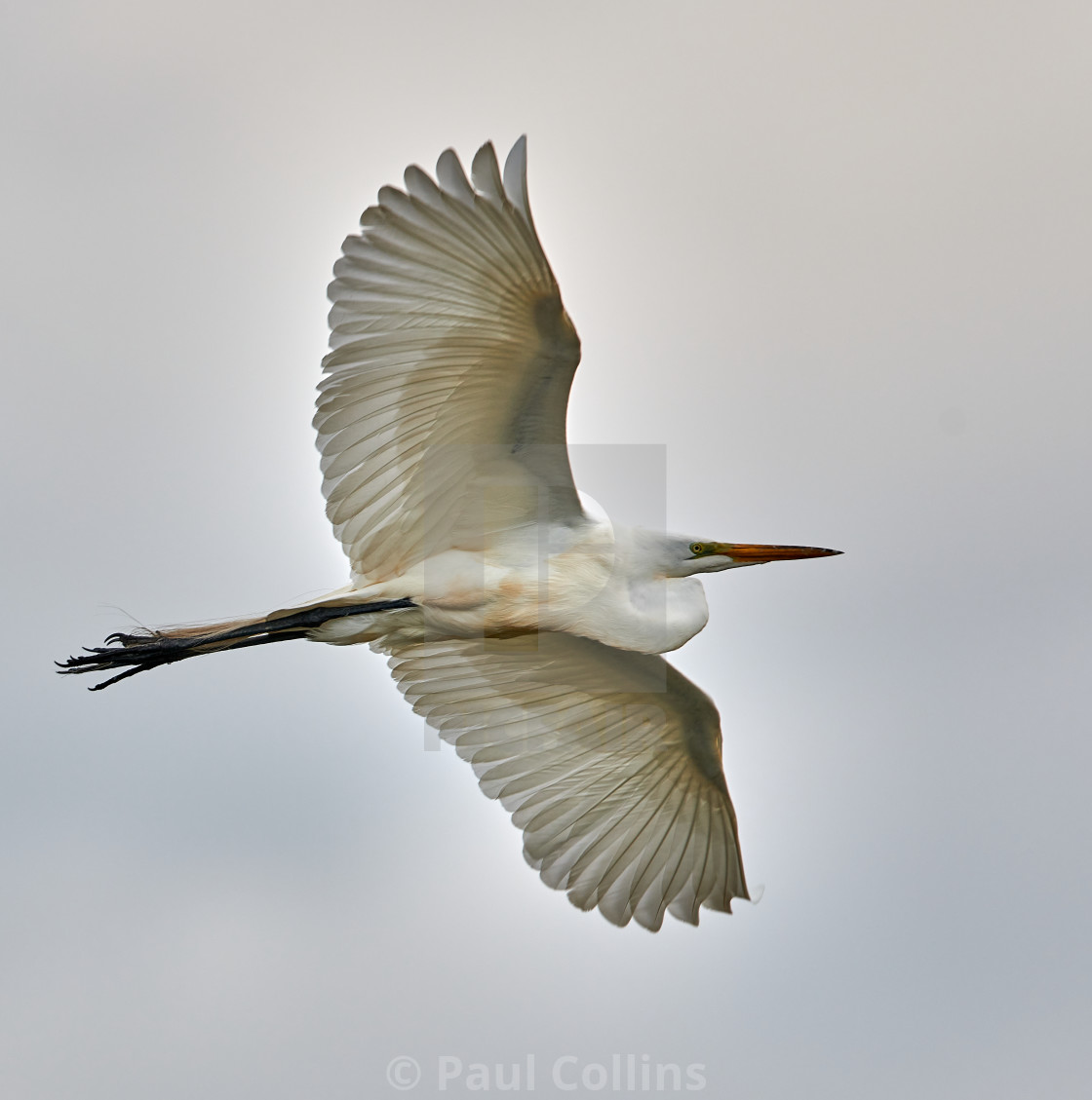 "Cattle Egret flying" stock image