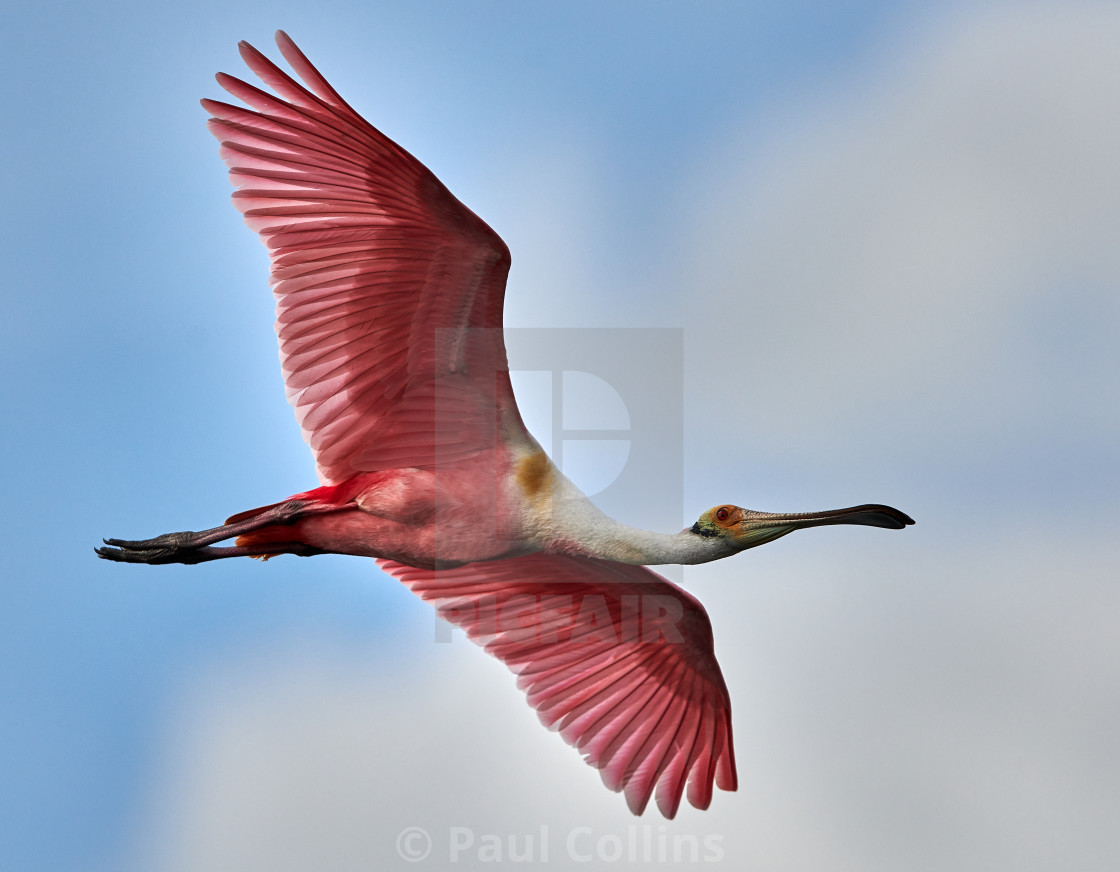 "Roseate Spoonbill flying in Florida" stock image