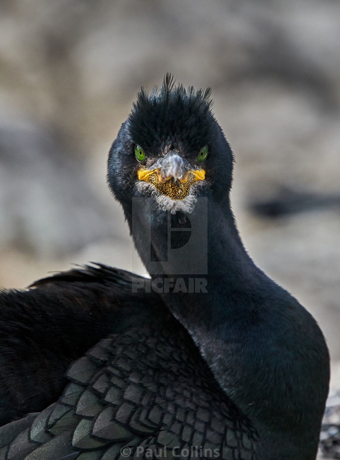 "Piercing stare" stock image