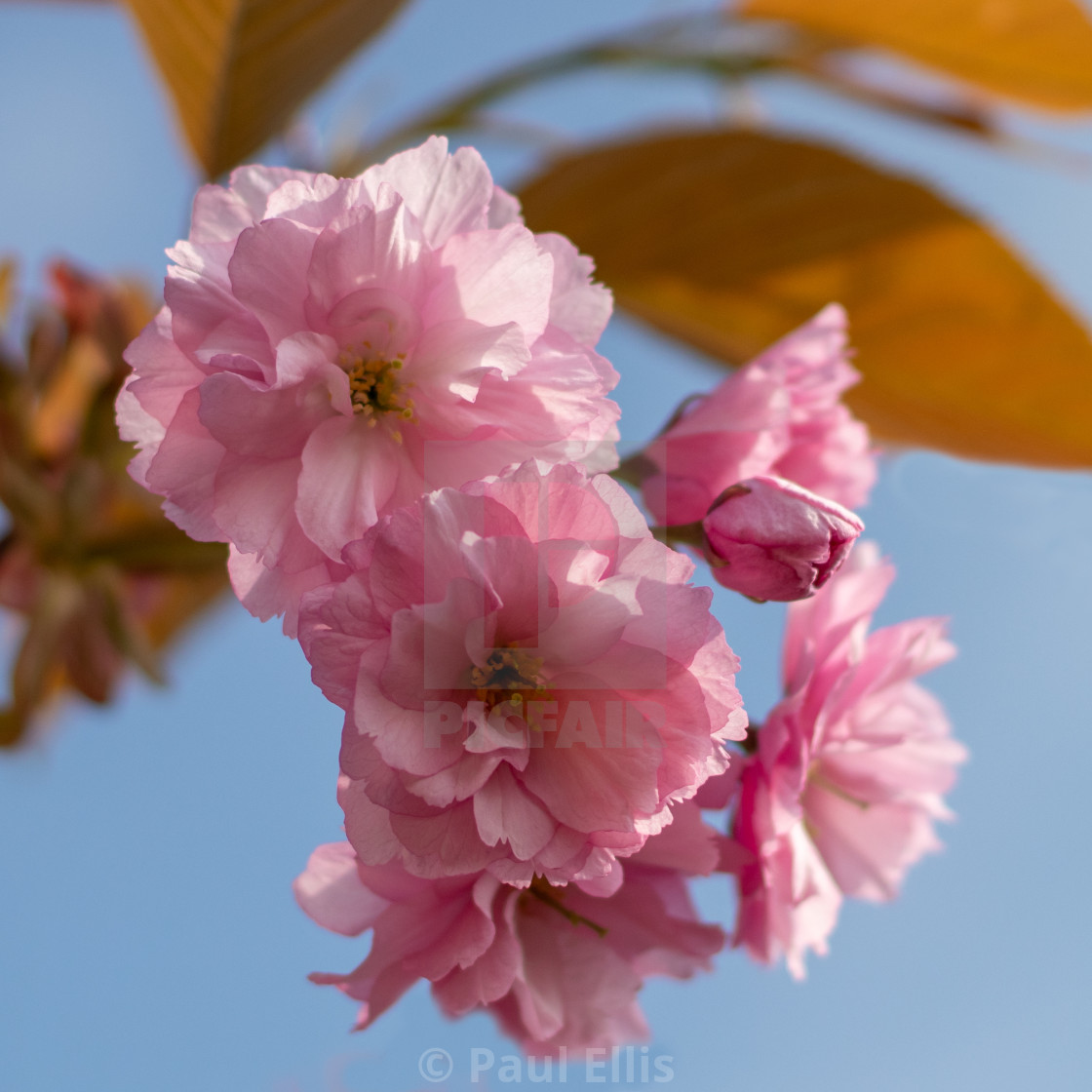 "Apple Blossom" stock image