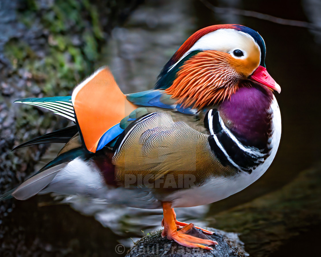 "Stunning Male Mandarin Duck" stock image