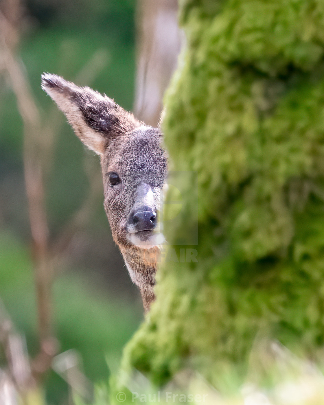 "Peekaboo Deer" by Paul Fraser - $3.06 "Peekaboo Deer" stock image