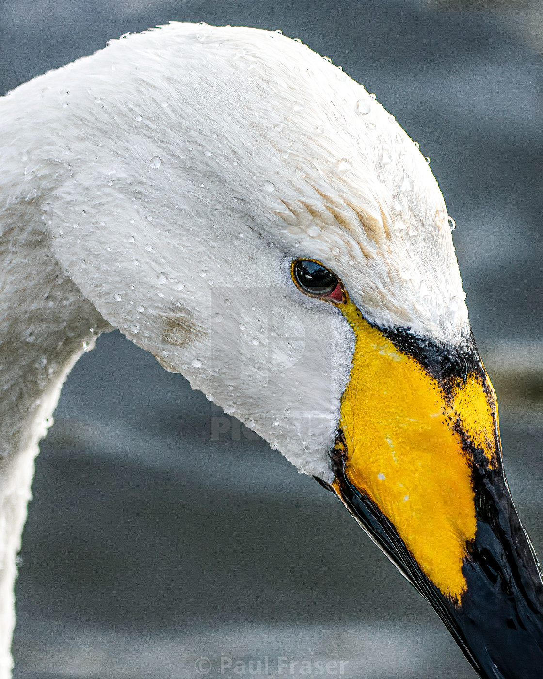 "Whooper Swan Portrait" by Paul Fraser - $3.06 "Whooper Swan Portrait" stock image