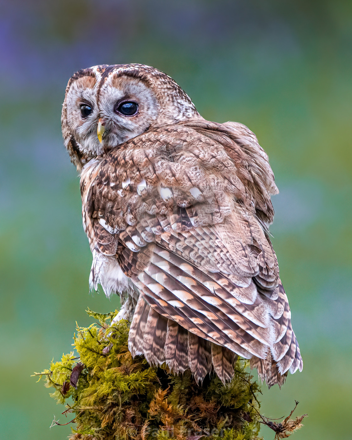 "Early Morning Tawny Owl" stock image