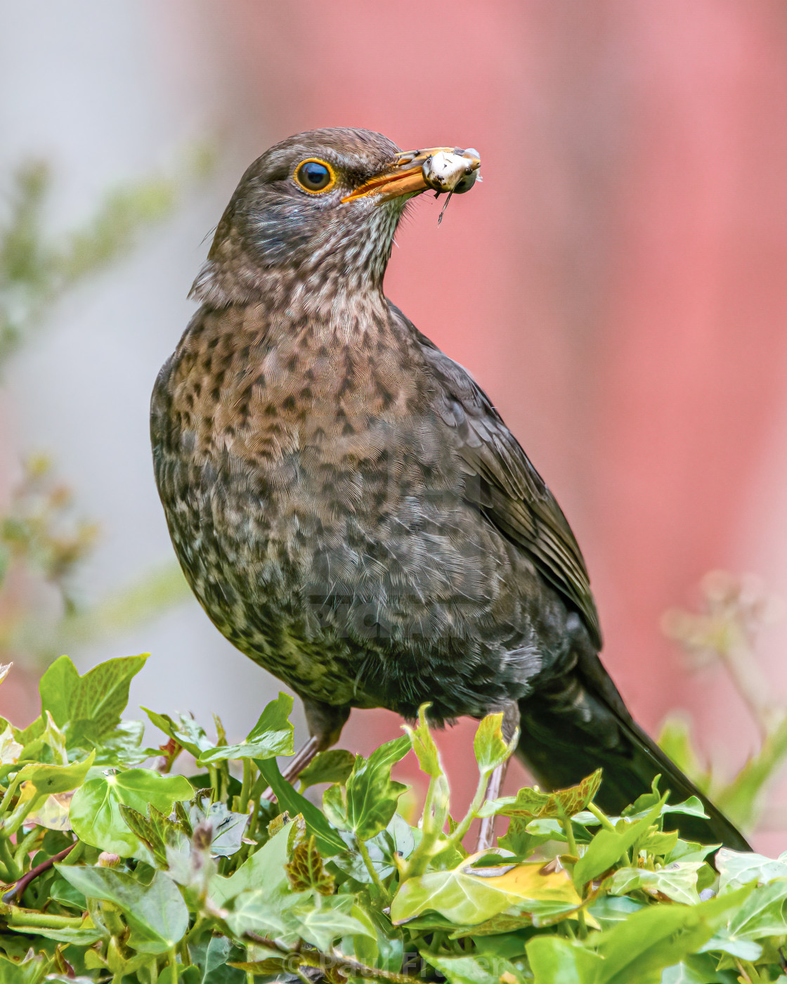 "Female Blackbird" by Paul Fraser - $3.06 "Female Blackbird" stock image
