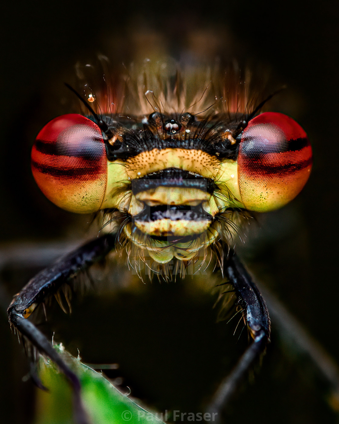 "Large Red Damselfly" stock image