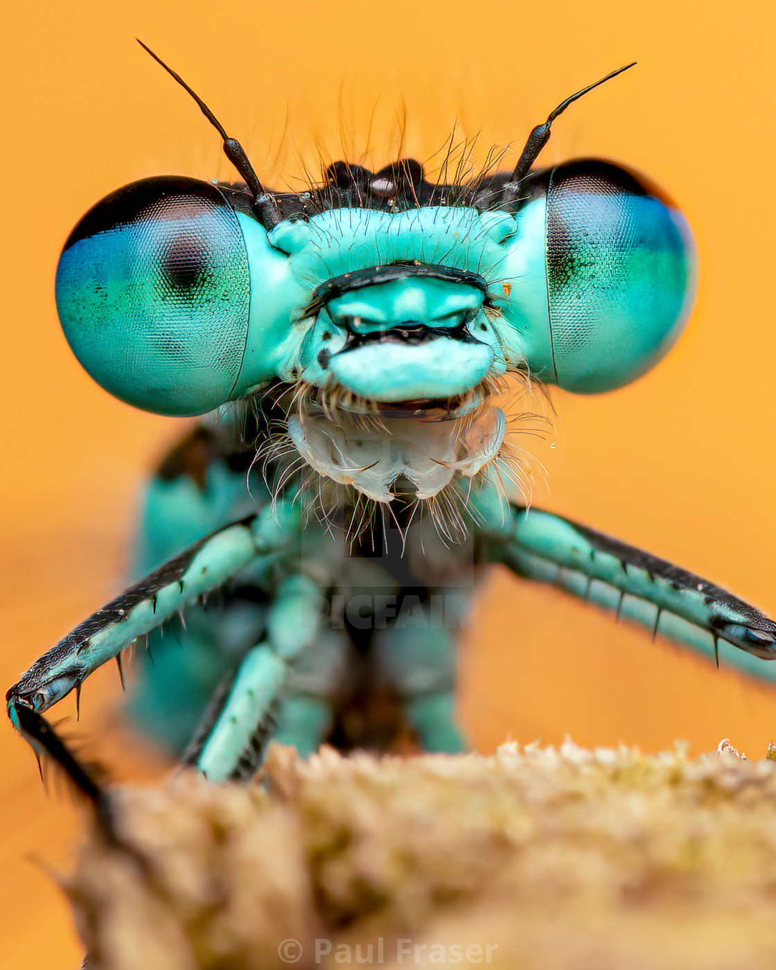 "Blue Eyes Baby's Got Blue Eyes" stock image