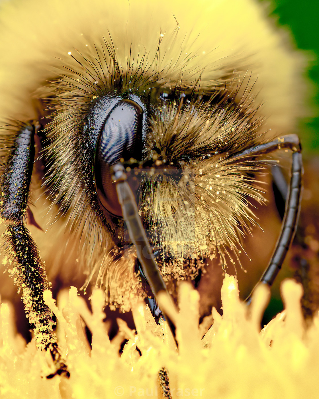 "Pollen Bomb" stock image