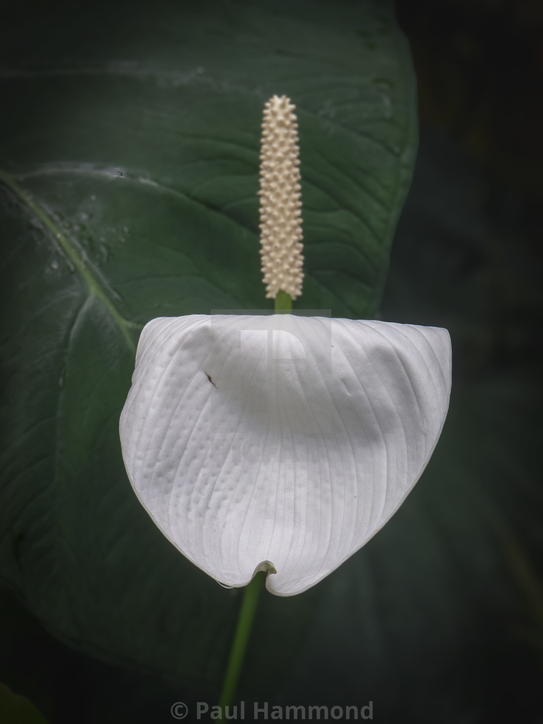 "Prayer flower" by Paul Hammond - $18.59 "Prayer flower" stock image