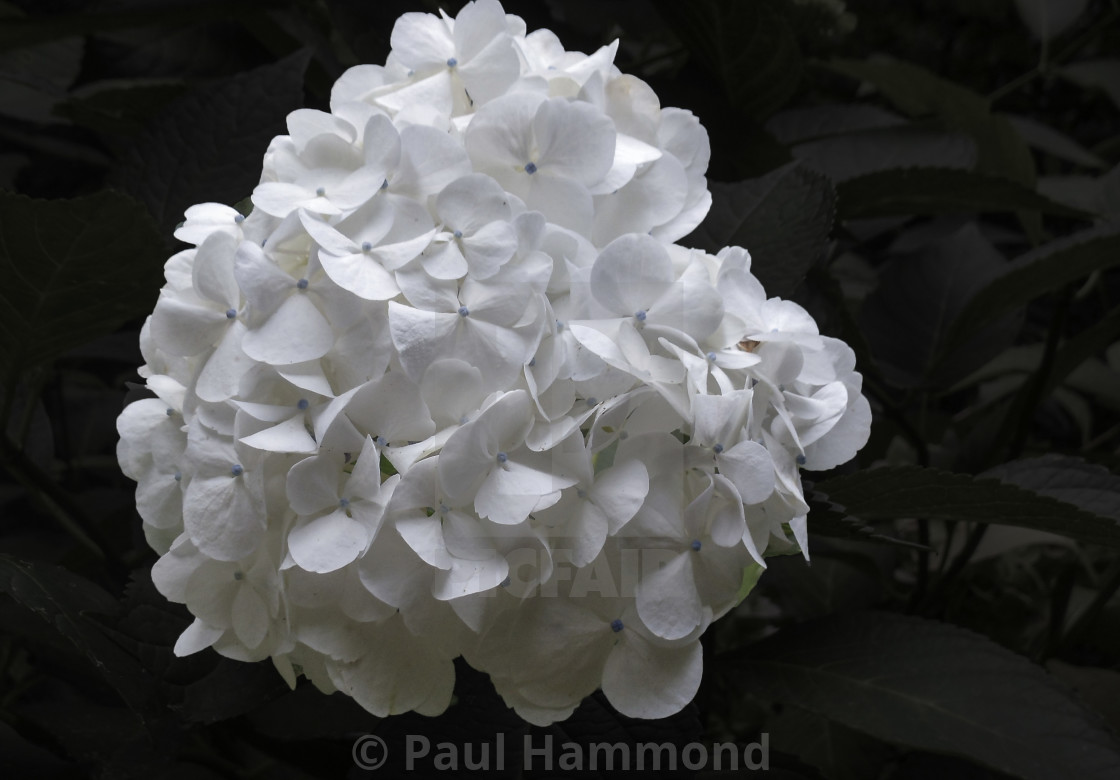 "White Hydrangea" by Paul Hammond - $18.59 "White Hydrangea" stock image