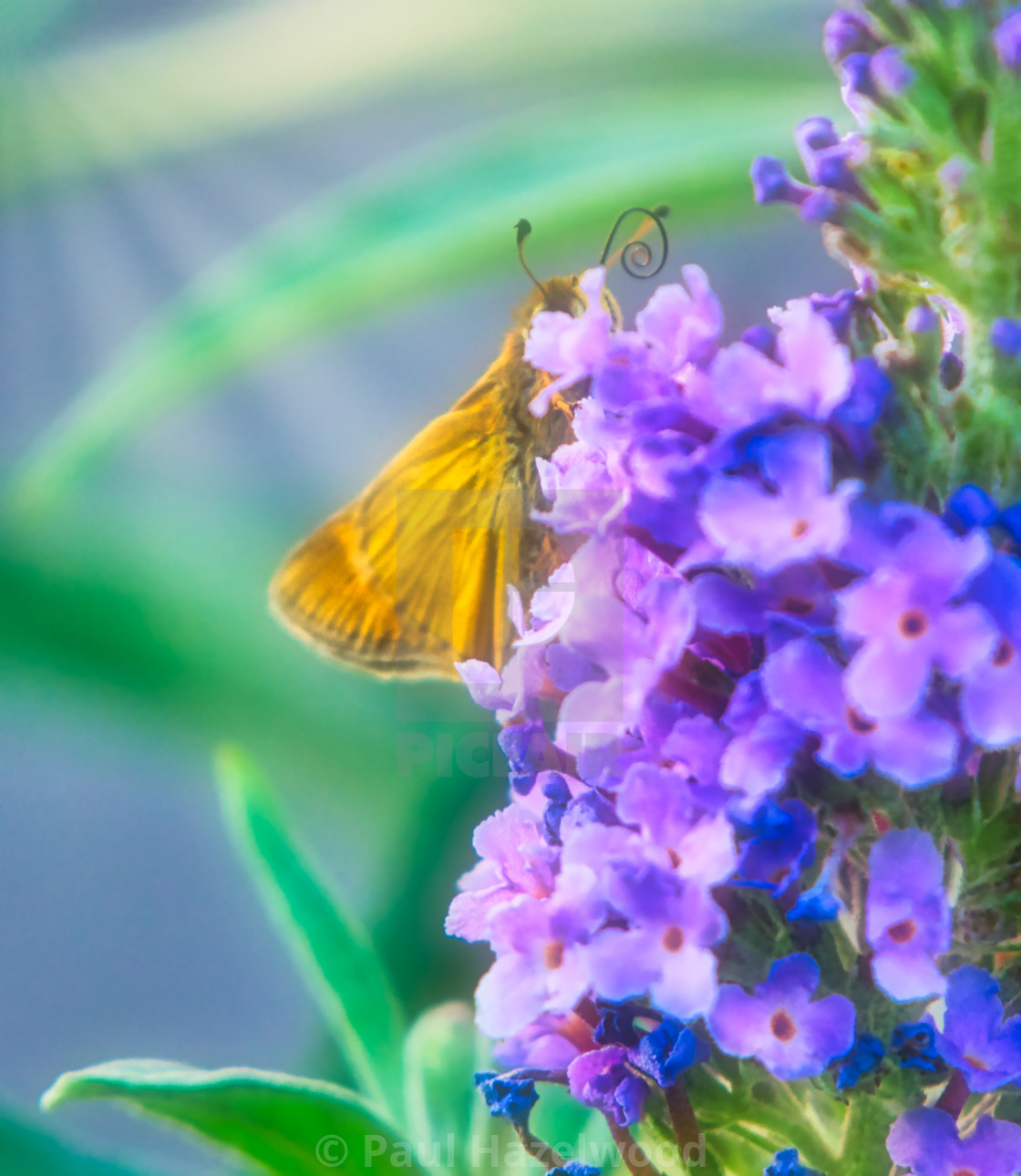 "Moth on a butterfly bush" stock image