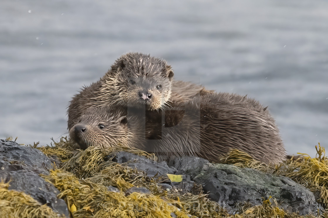 "Otter" stock image