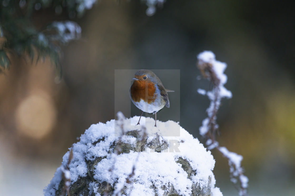 "Robin in the Snow" stock image