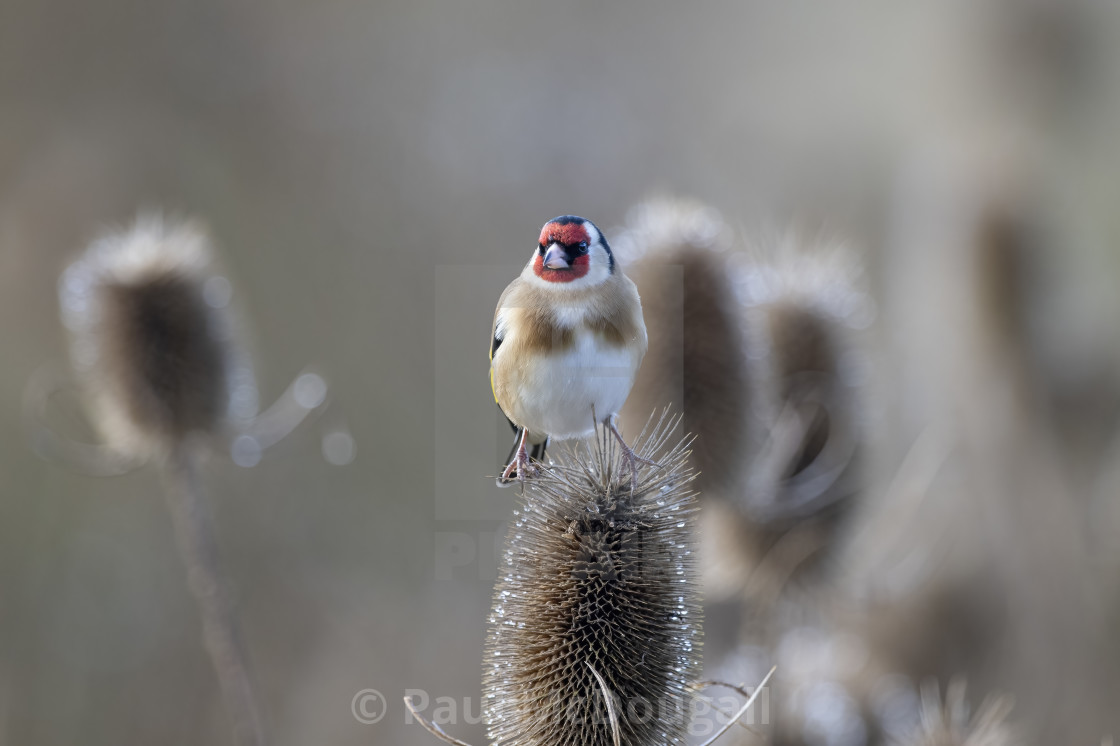 "Goldfinch in the Frost" stock image