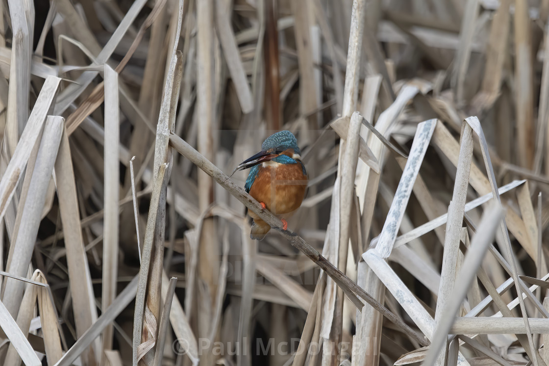 "Kingfisher" stock image