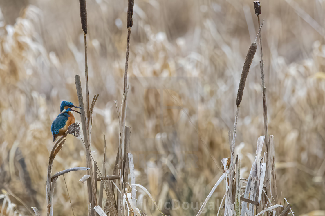 "Kingfisher" stock image