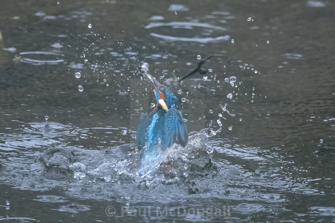 "Kingfisher" stock image