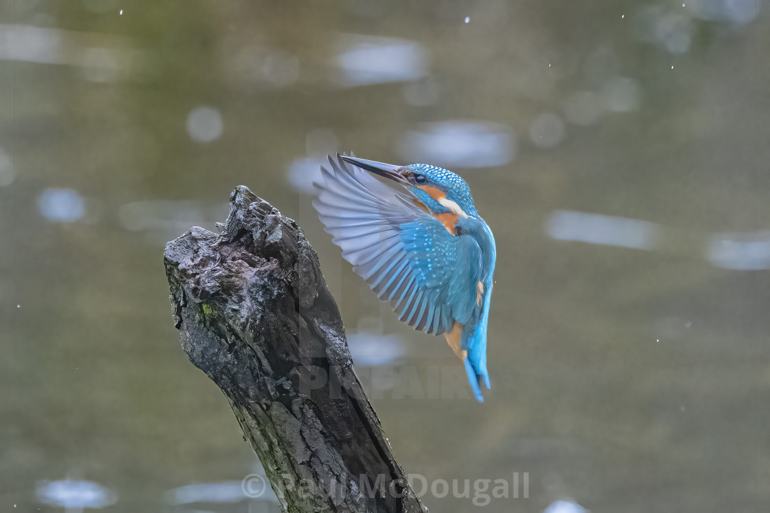 "Kingfisher" stock image