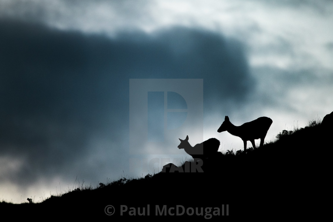 "Red Deer at dusk" stock image