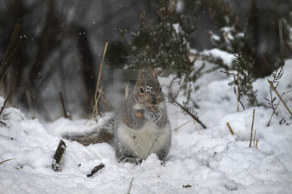 "Grey Squirrel in the snow" stock image