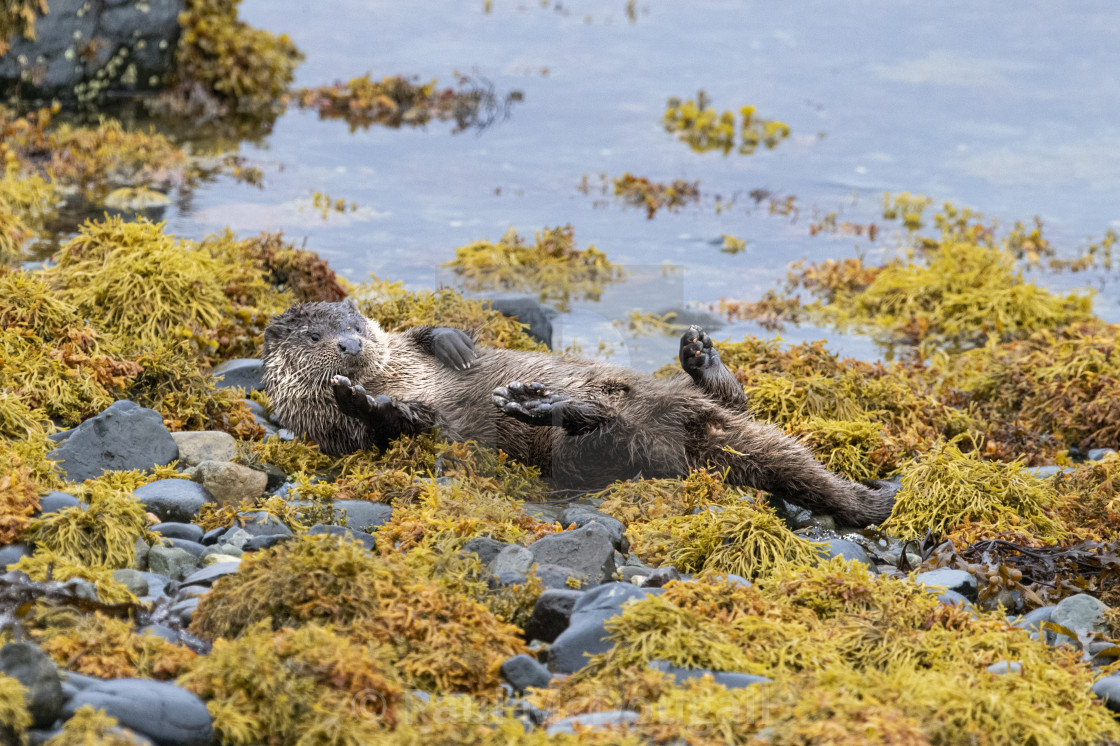 "Chilling Otter" stock image