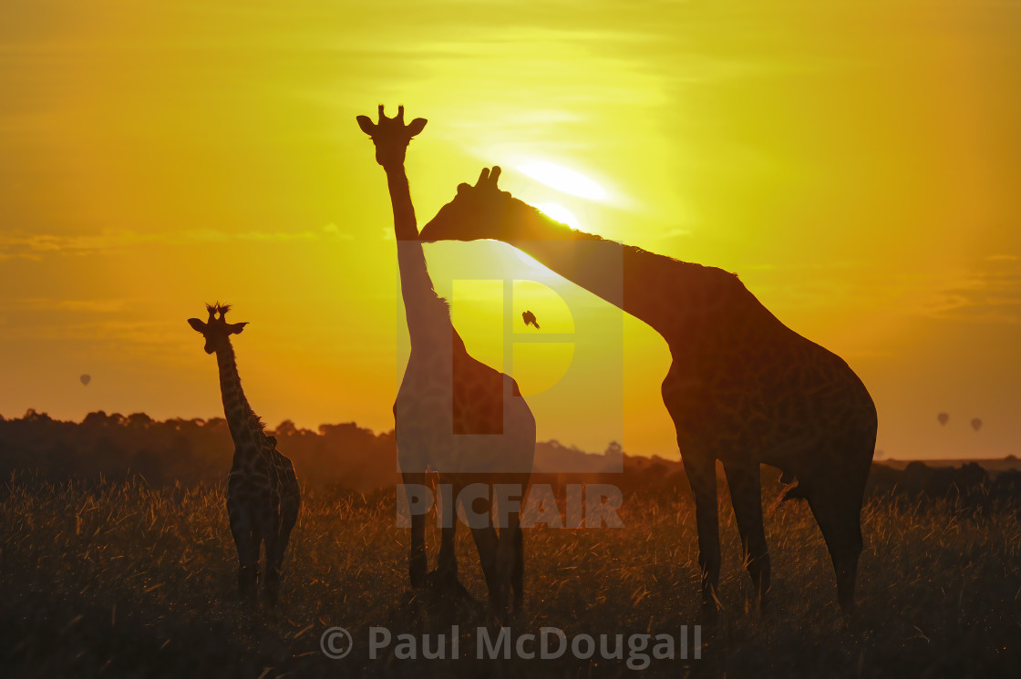 "Giraffes at Sunrise" stock image