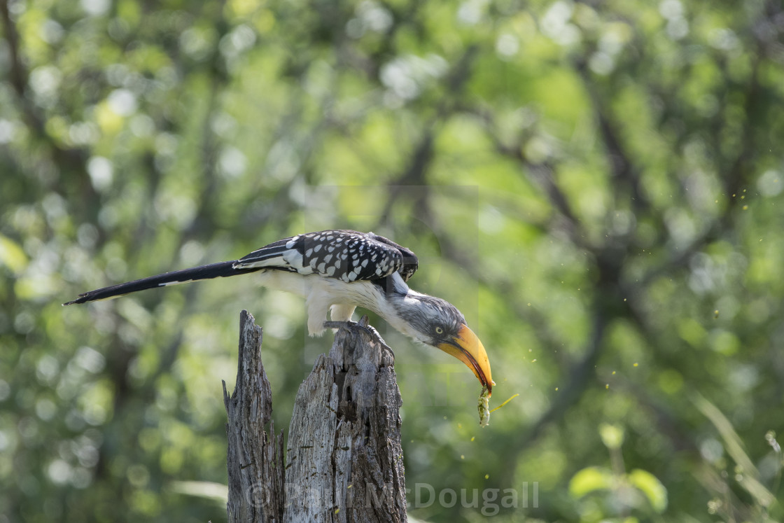 "Yellow Billed Hornbill" stock image