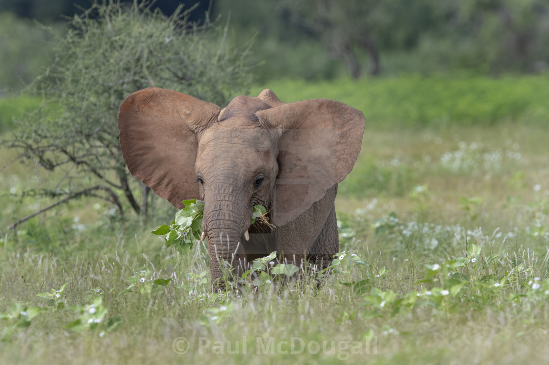 "Baby Elephant with flowers" stock image