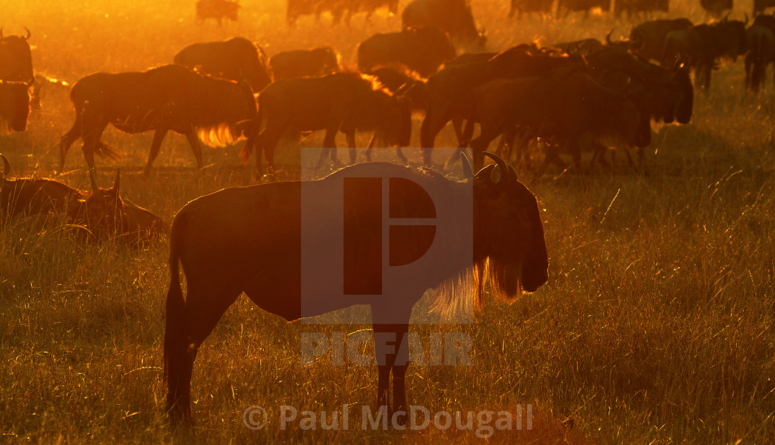 "Wildebeest at sunset" stock image