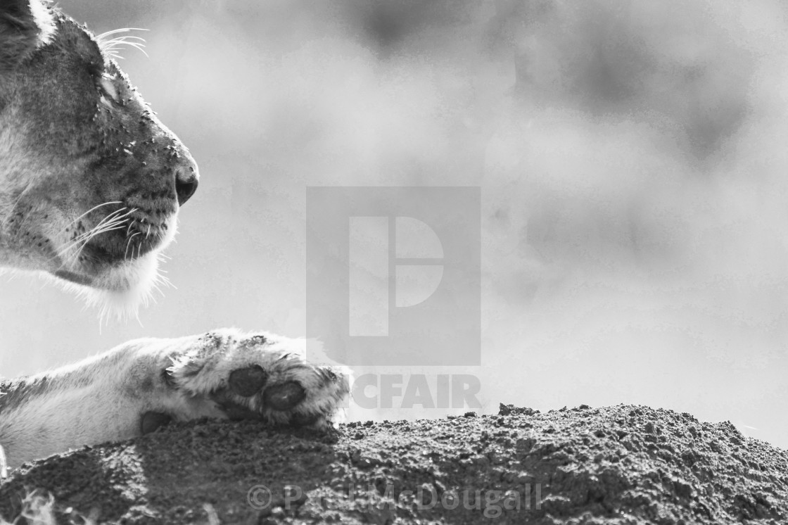 "Lioness Portrait" stock image