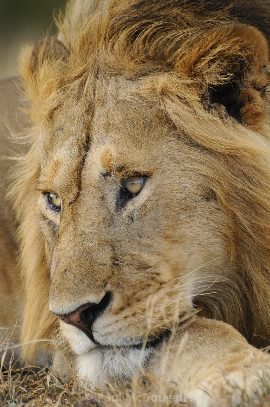 "Lion Portrait" stock image