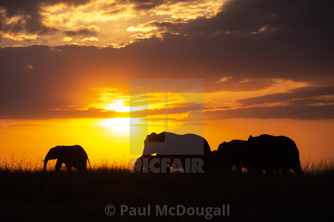 "Elephant at Sunrise" stock image