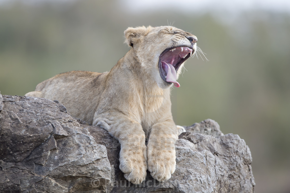 "Yawning lion cub" stock image