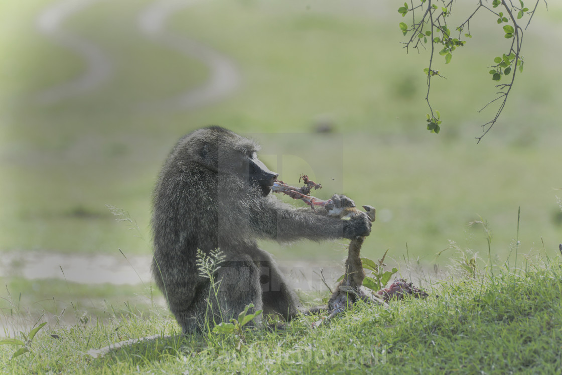 "Baboon eating an baby gazelle" stock image